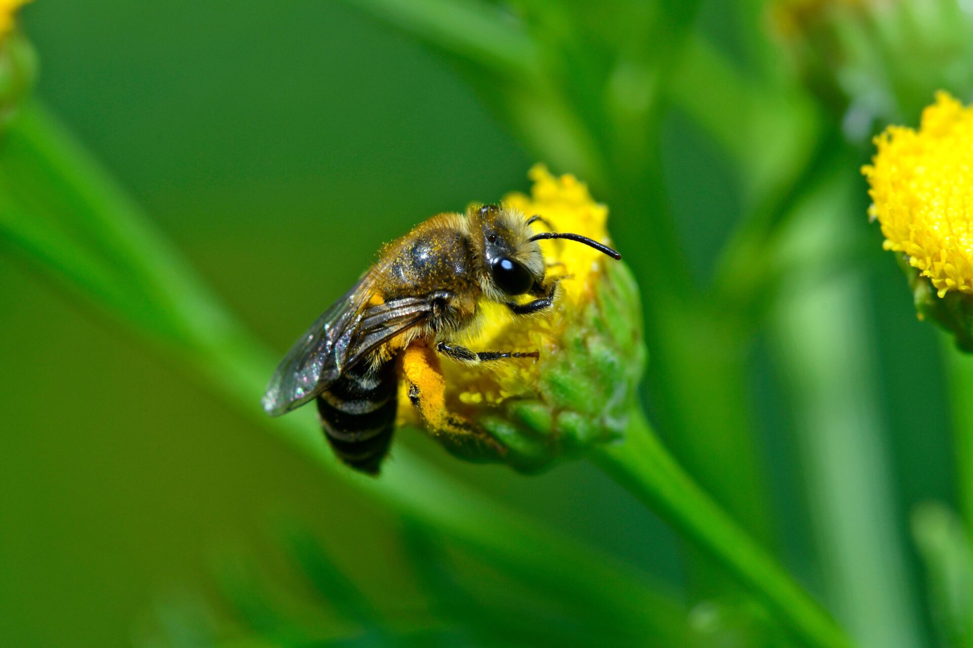 Wildbiene sitzt auf Blume