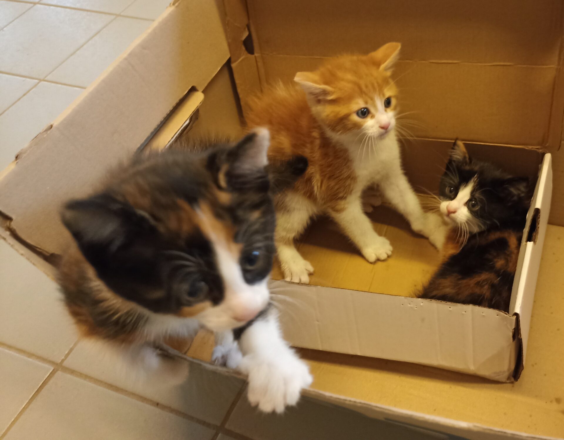 Ausgesetzte Kitten in einem Karton