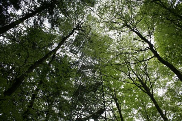 Bäume können sich gegenseitig warnen: Der Wald als Forschungsgebiet offenbart viele faszinierende Geheimnisse, Foto: Julian Müller