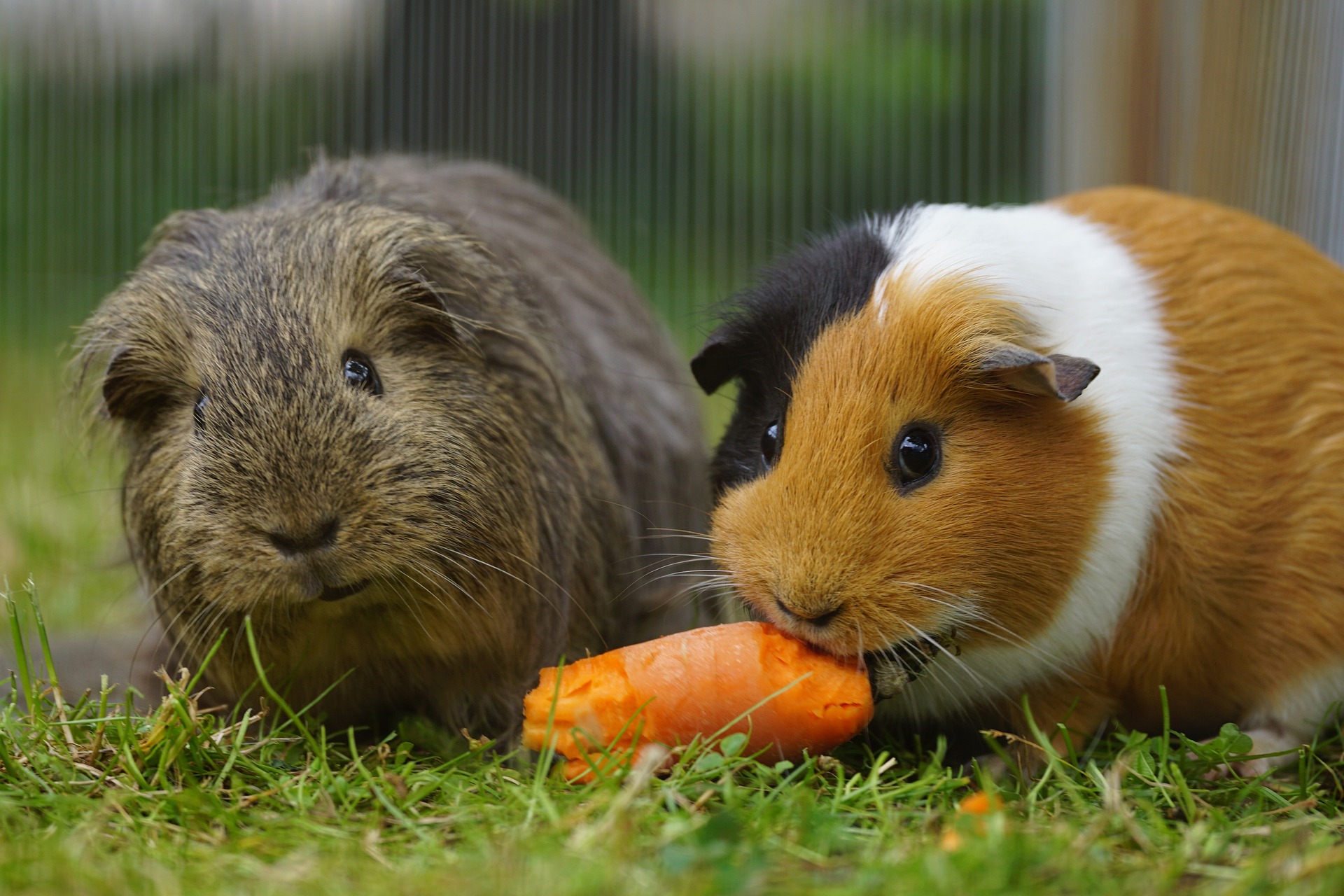 Meerschweinchen