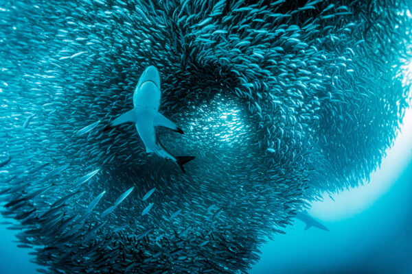 David Hettich bietet mit "Abenteuer Ozean" eine einzigartige und faszinierende Hommage an den Blauen Planeten und dessen Tierwelt. Foto: David Hettich