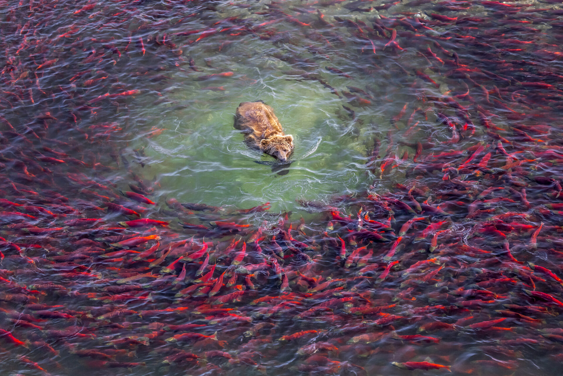 Der legendäre US-Starfotograf Art Wolfe präsentiert faszinierende Aufnahmen der außergewöhnlichen Tierwelt unseres Planeten.